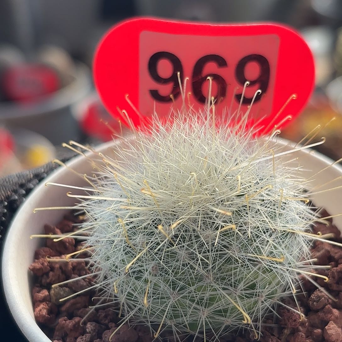 仙人球实生月宫殿