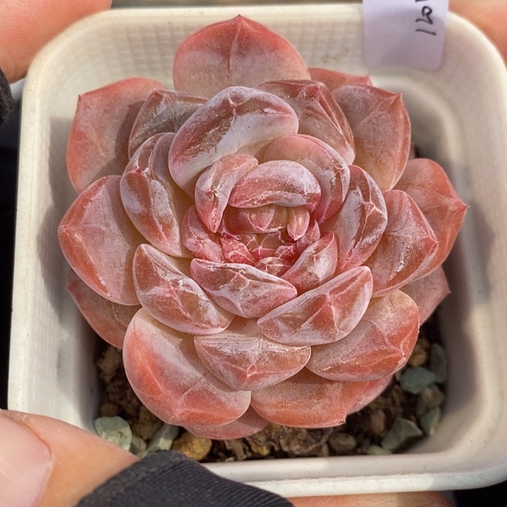 1204-602'粉魄多肉