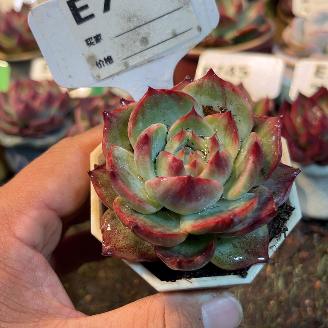 惊鸿一瞥741号多肉