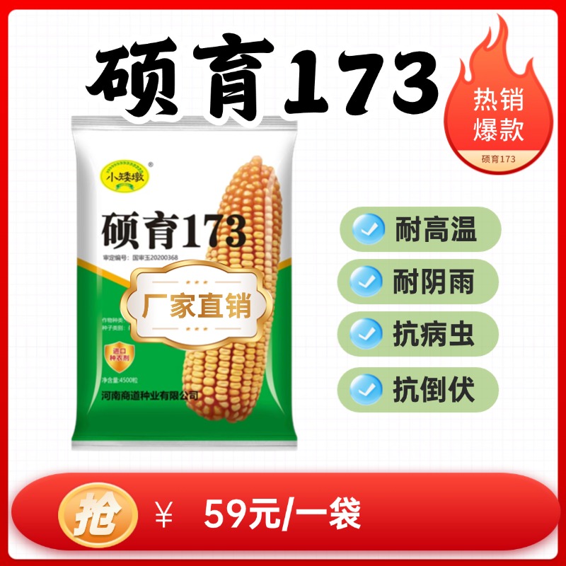 硕育173小矮墩耐高温耐阴雨抗锈病抗倒伏好卖粮高产玉米种子