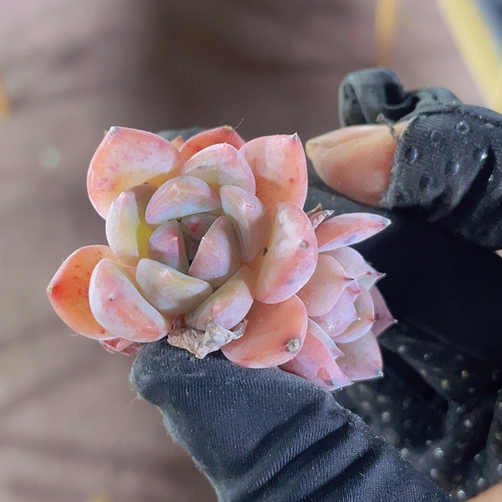 49精品飞星2颗一组