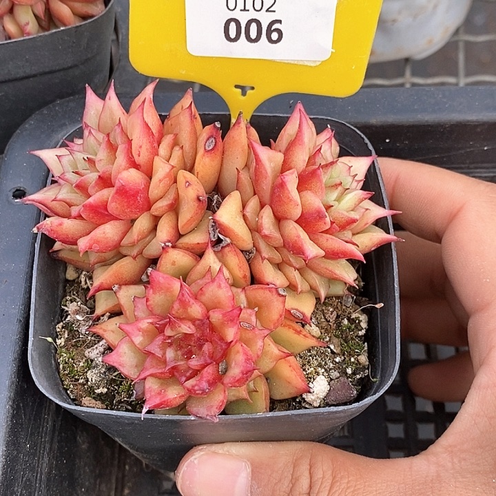 0102006特斯拉，元旦快乐