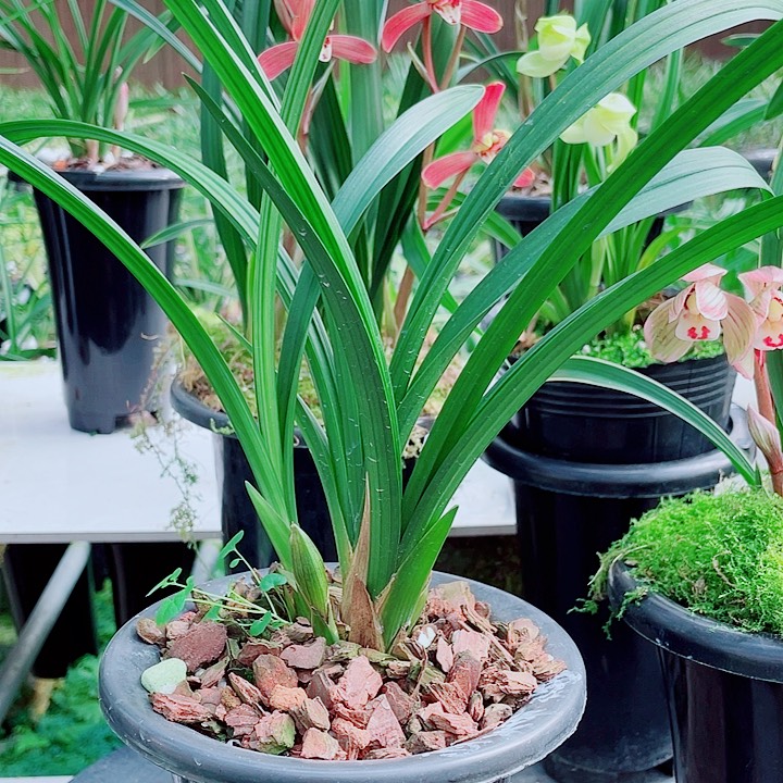 周***周完全开放一物一漂亮