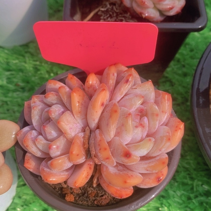 多肉植物，开心多肉