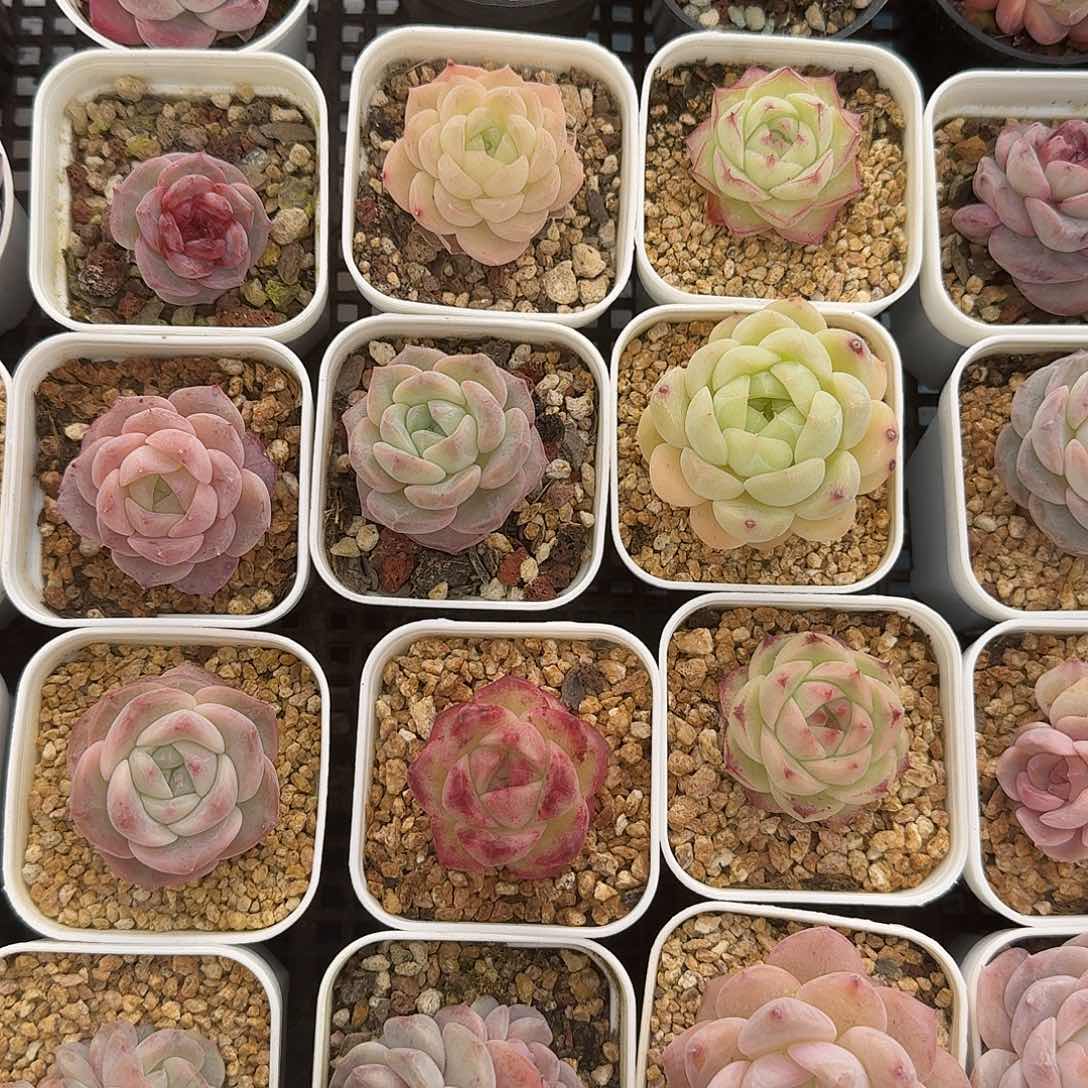 杂交新品珍妮多肉1518