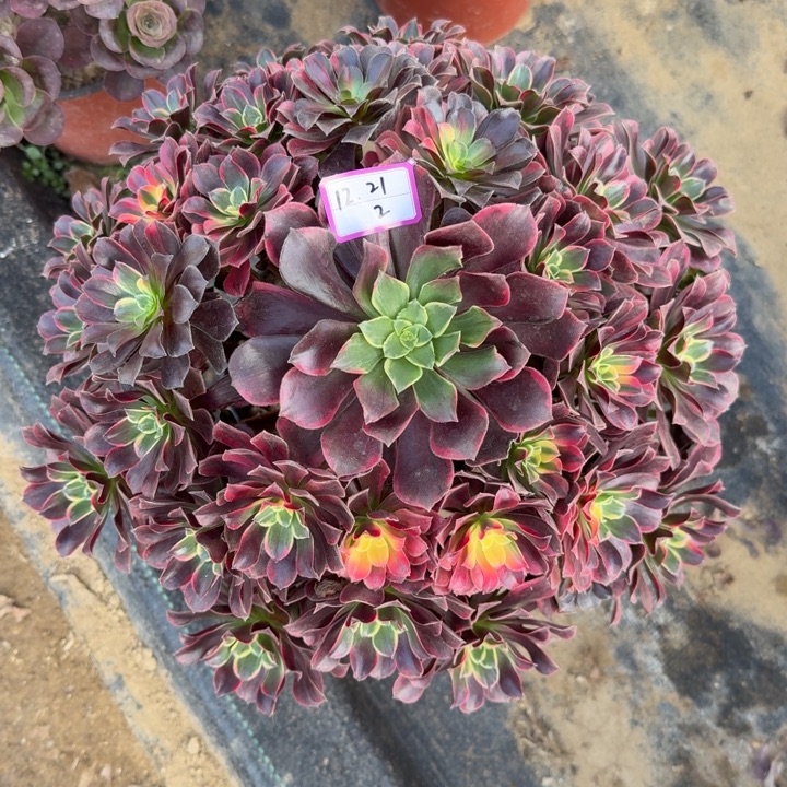 金丝缺多肉植物绿植2