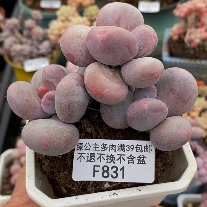 大叶奶老桩8cm831多肉植物