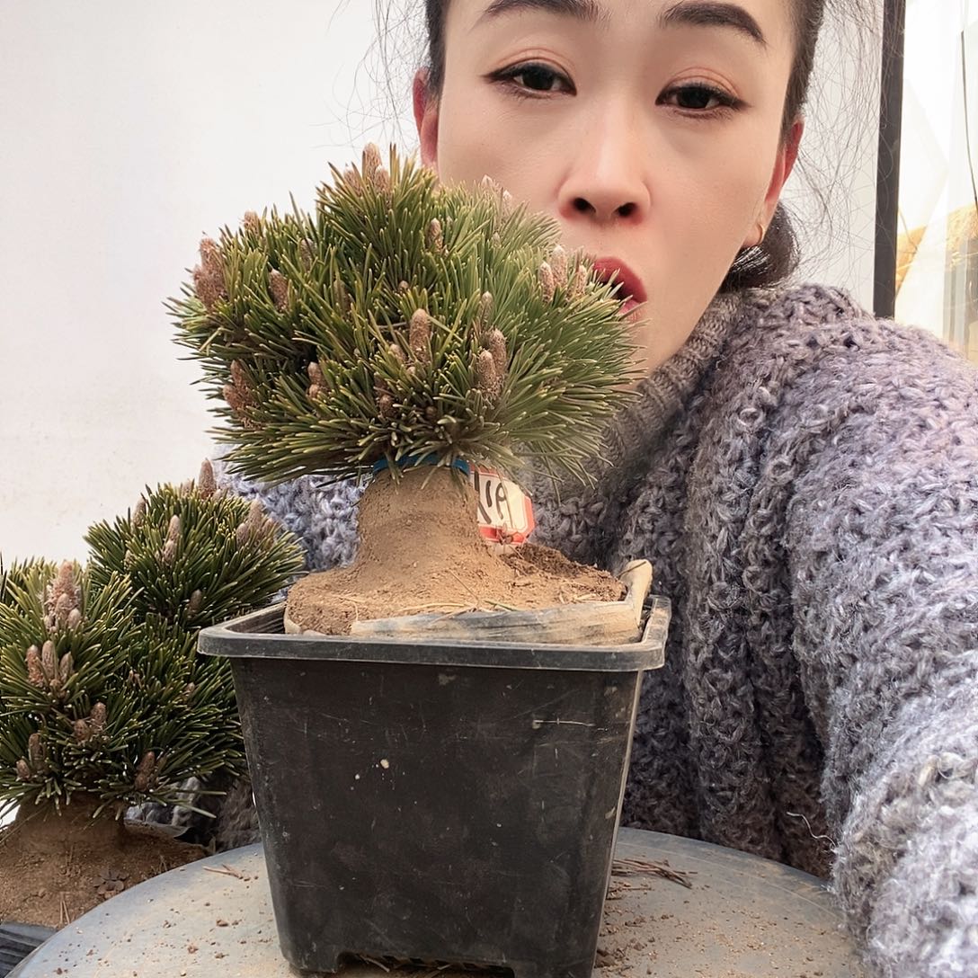 无花朵植物形态多年生草本