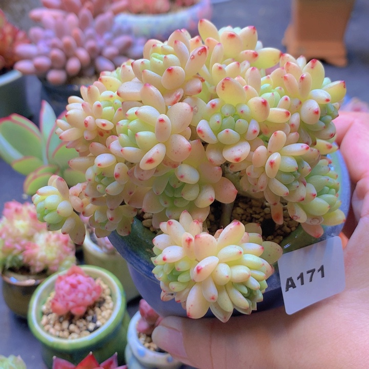 一物一拍含盆土满38包邮A171