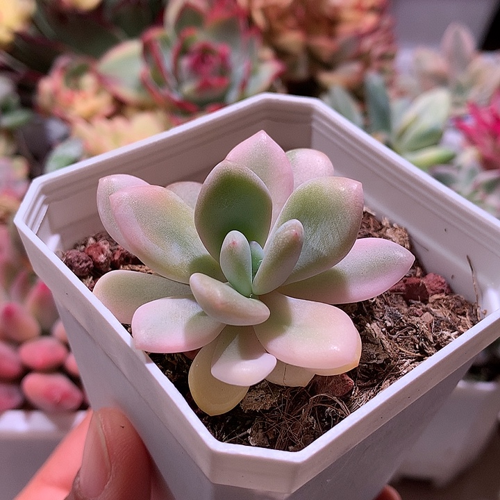 粉兔锦腹轮锦锦锦