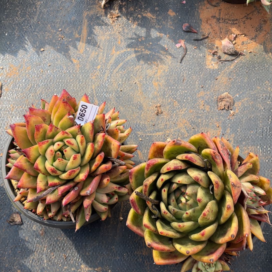 无花朵若如东云组拍D650