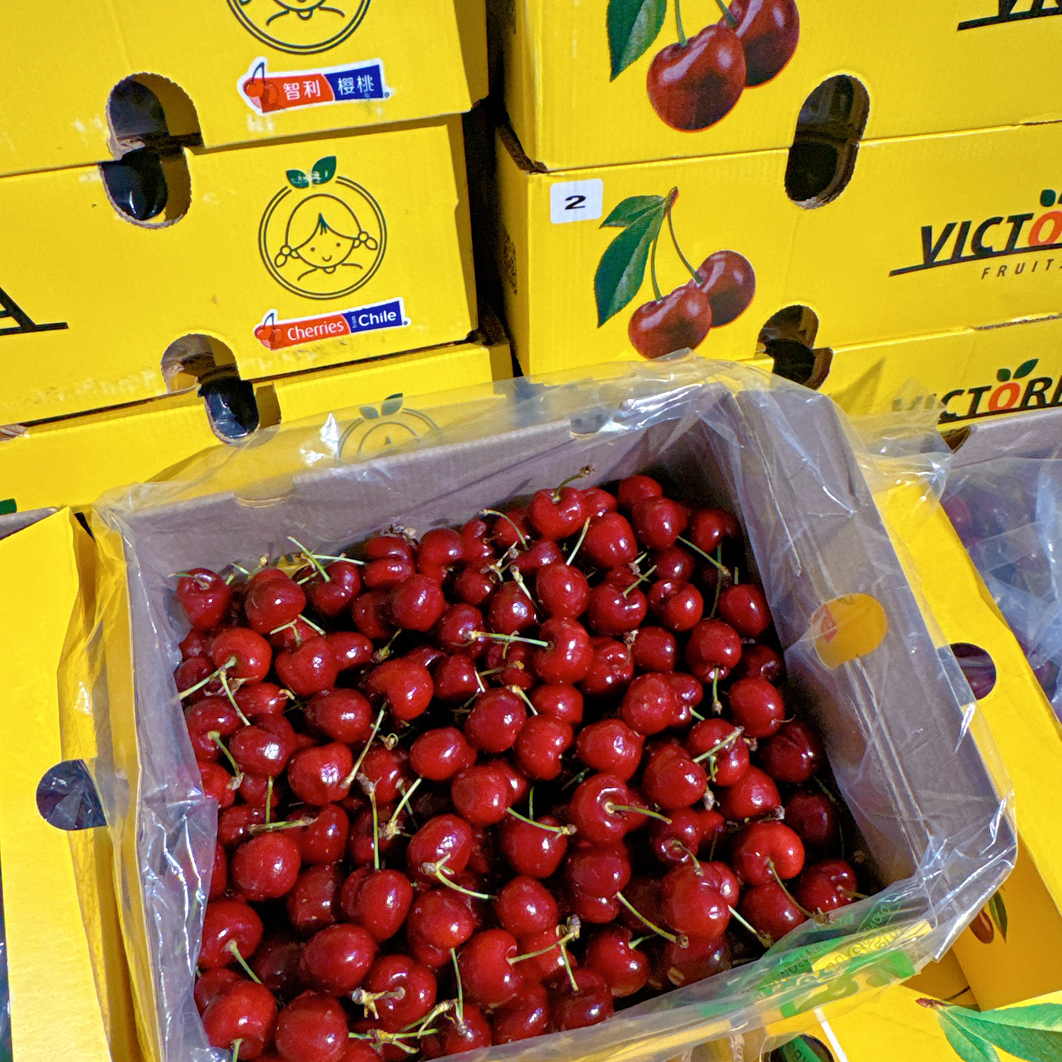 福利：单J 黑车厘子148元1箱 5斤哦硬实、脆甜哦  海运，3-5粒坏的不管哈桑提娜塞拉利昂