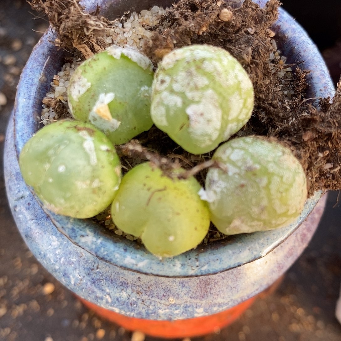 2479有瑕疵紫皮拉登一组