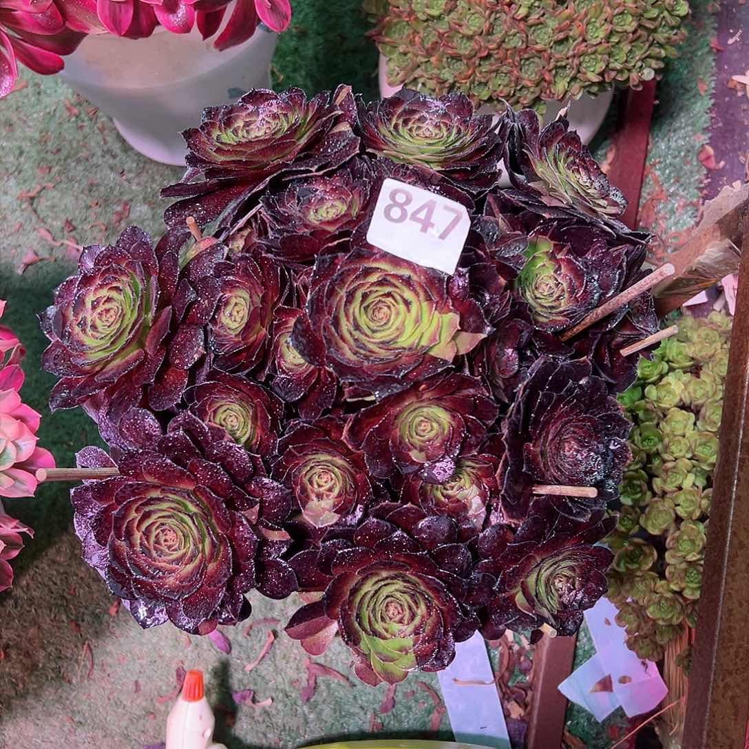 847黑美人法师多肉植物