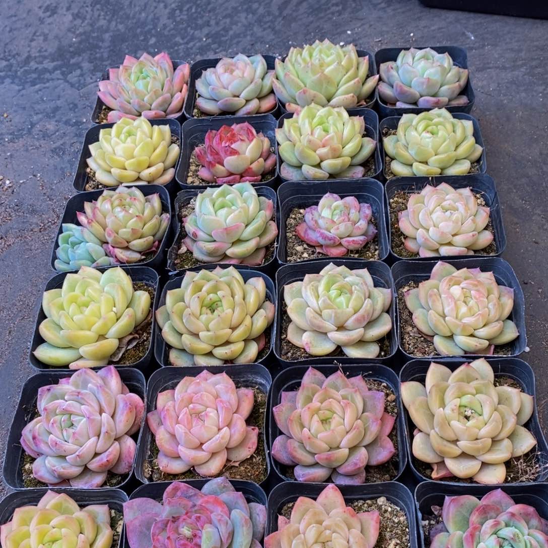 366的人生态度是