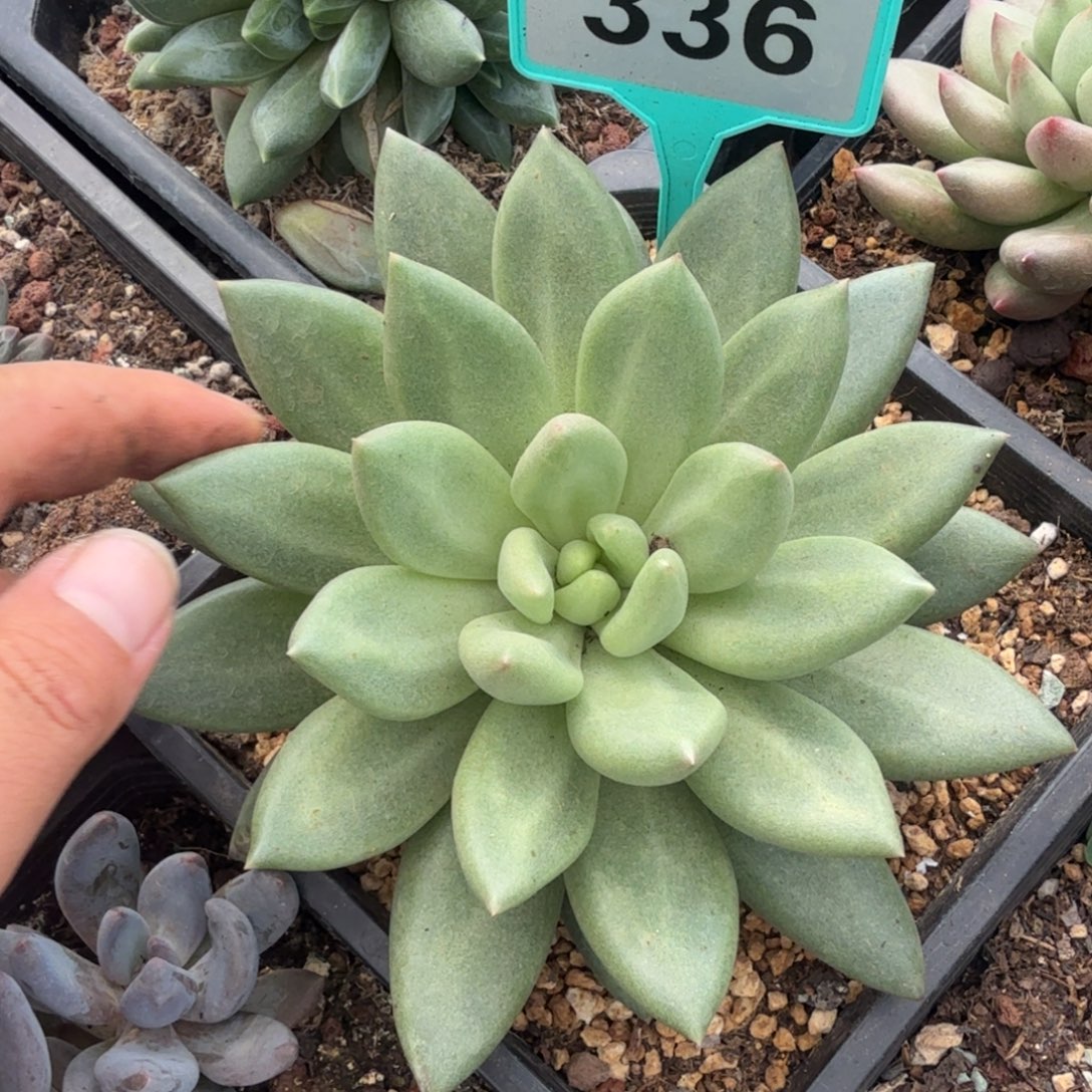 米其林多肉植物336