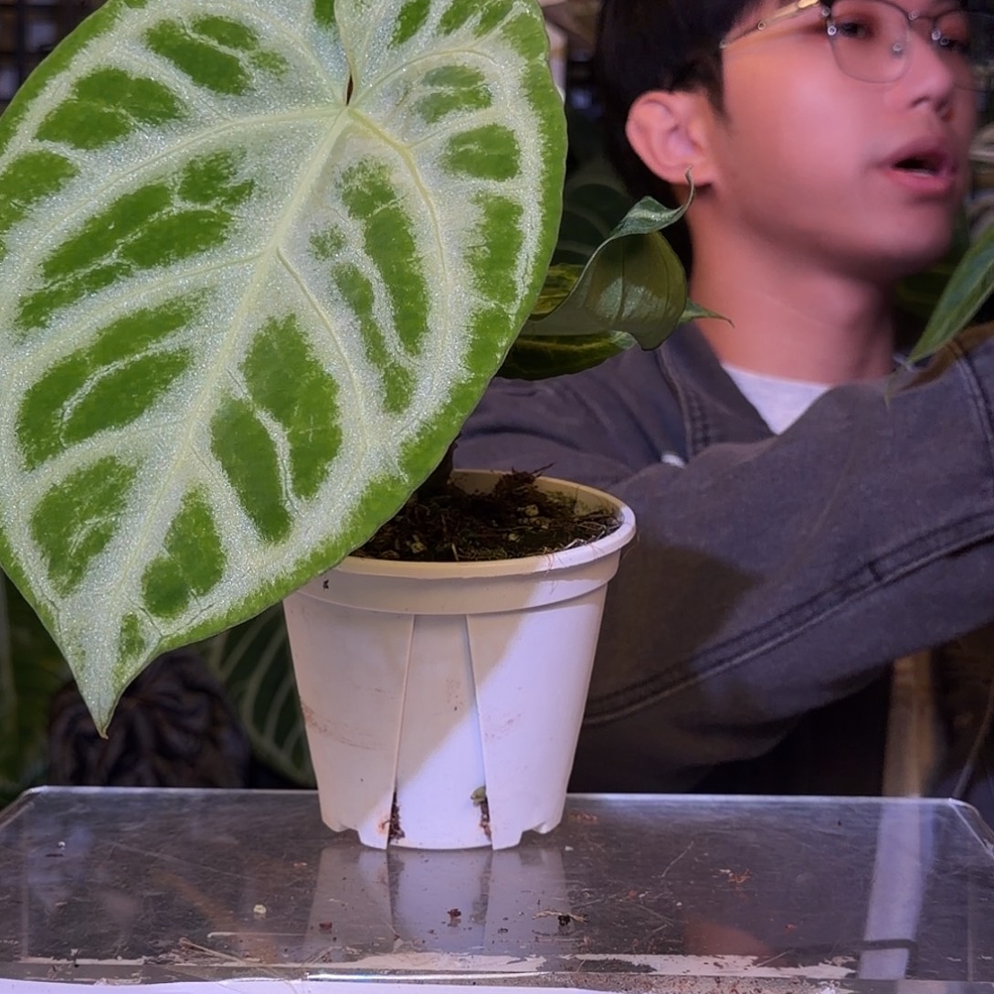 完全开放F654 铜锣烧