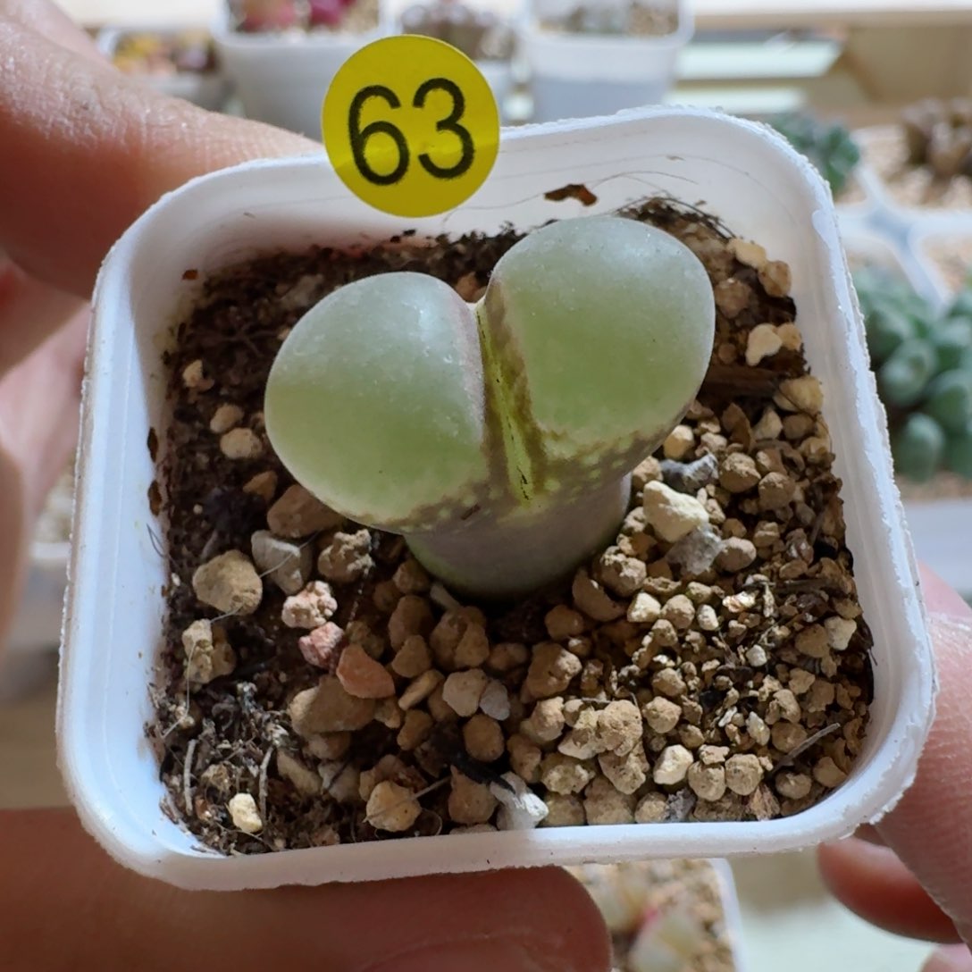 黑***?63........多肉  .....