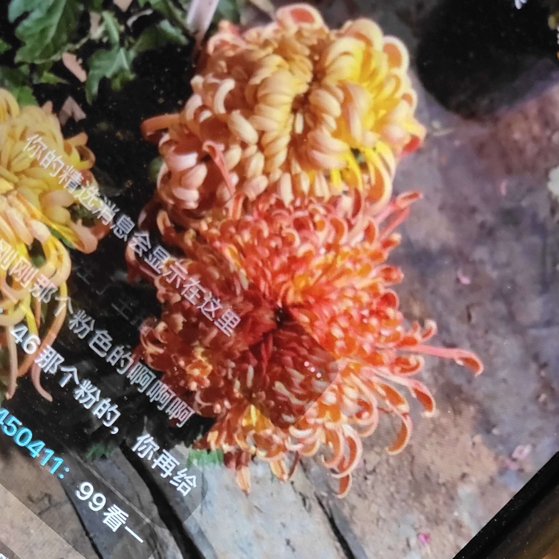 母本处理七彩北汤，洛浦抚琴菊花断指掉包不售后慎拍