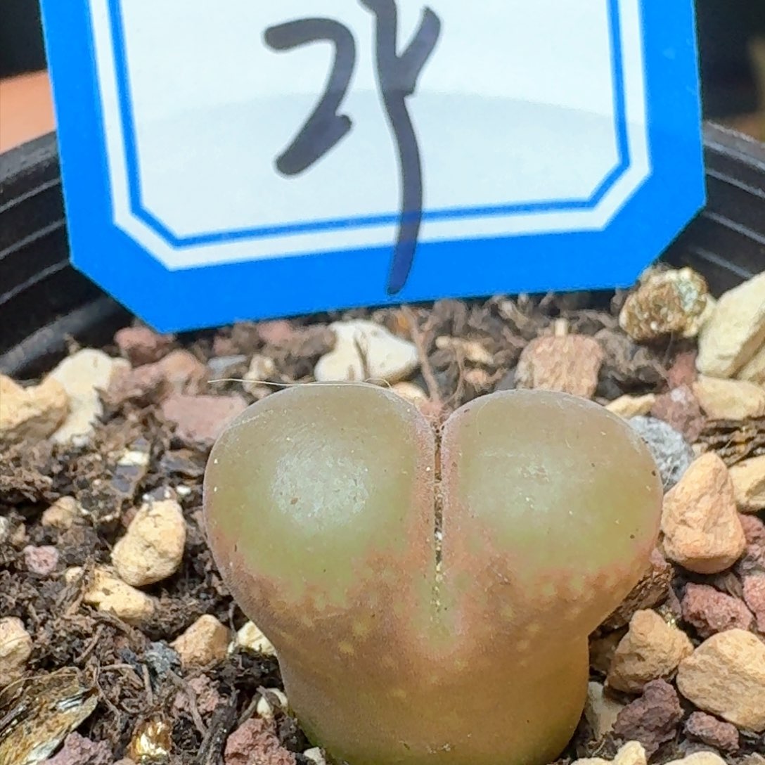 红宝石风铃带盆土发货