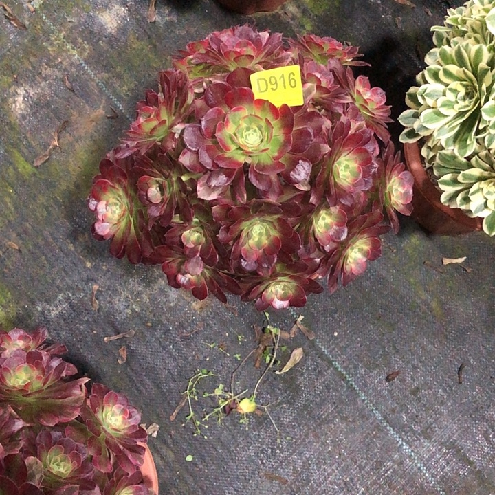 离***挽安娜多肉916000。   00000