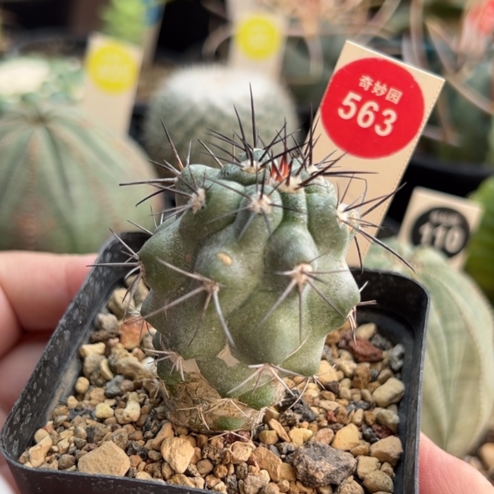 实生上蜡狂刺龙爪球4cm侧面有斑