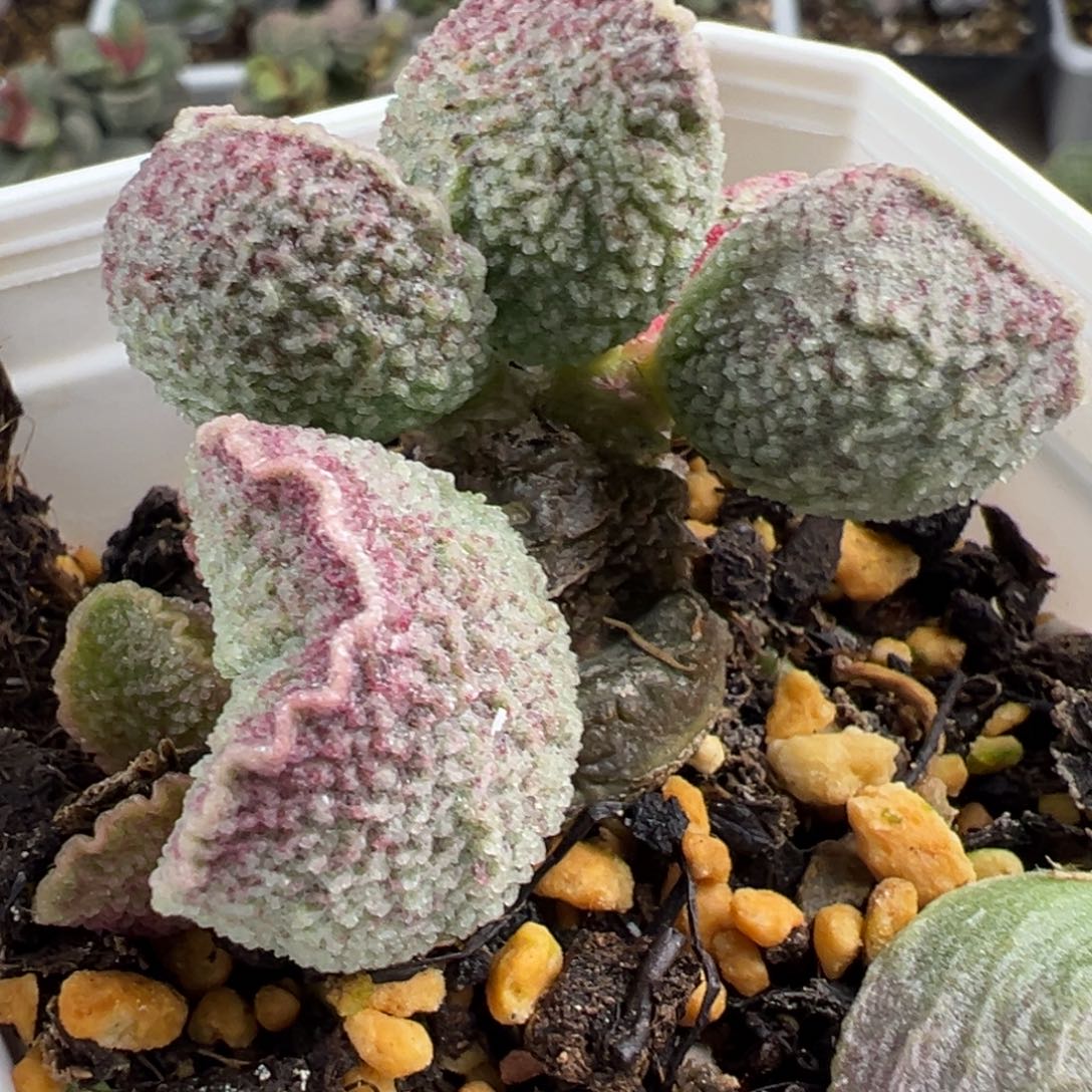 实生新品多头纯木质桩多肉植物