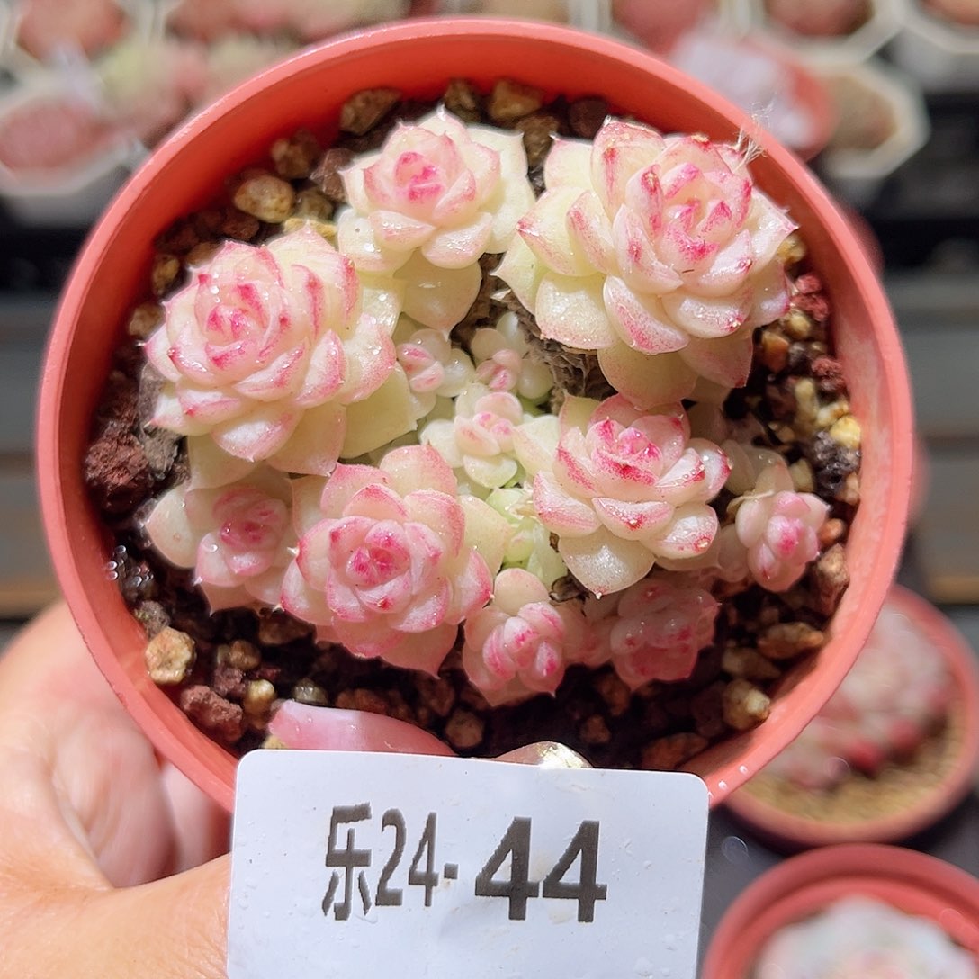 乐24-44 白天鹅不包整