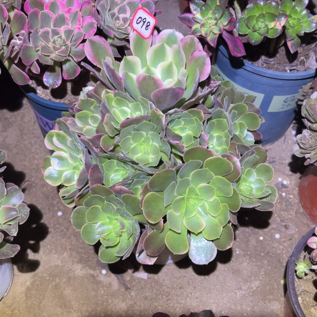 0998多肉植物香妃法师
