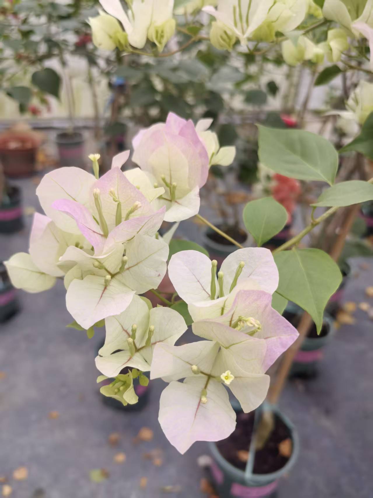 三角梅 一物一拍，0°以下慎拍，运输中掉花掉叶属正常