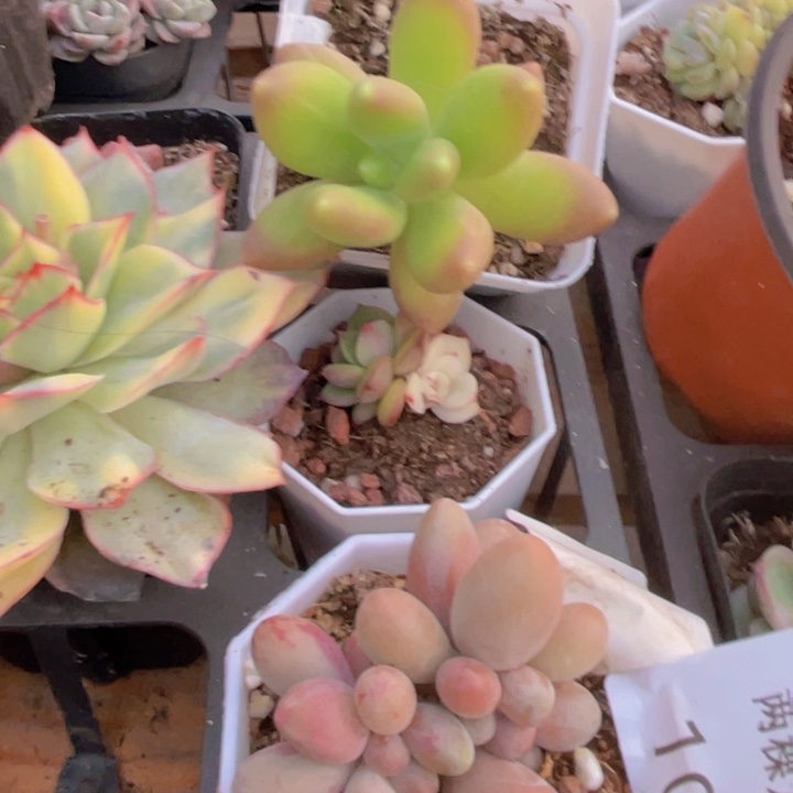 芒果奶锦多肉植物24