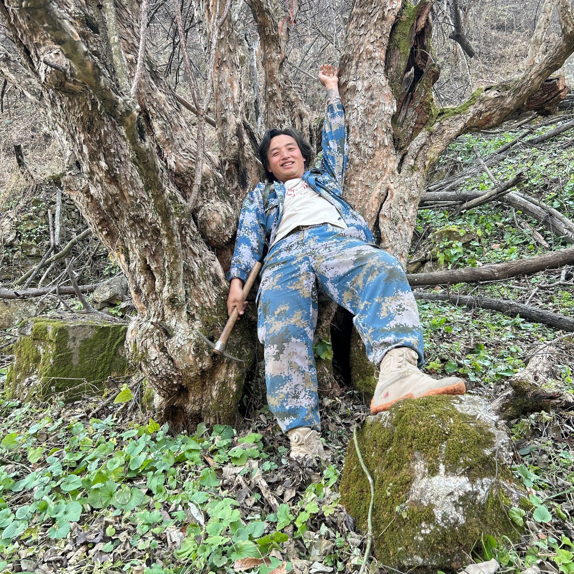 山茱萸 茴春草 深山采集 