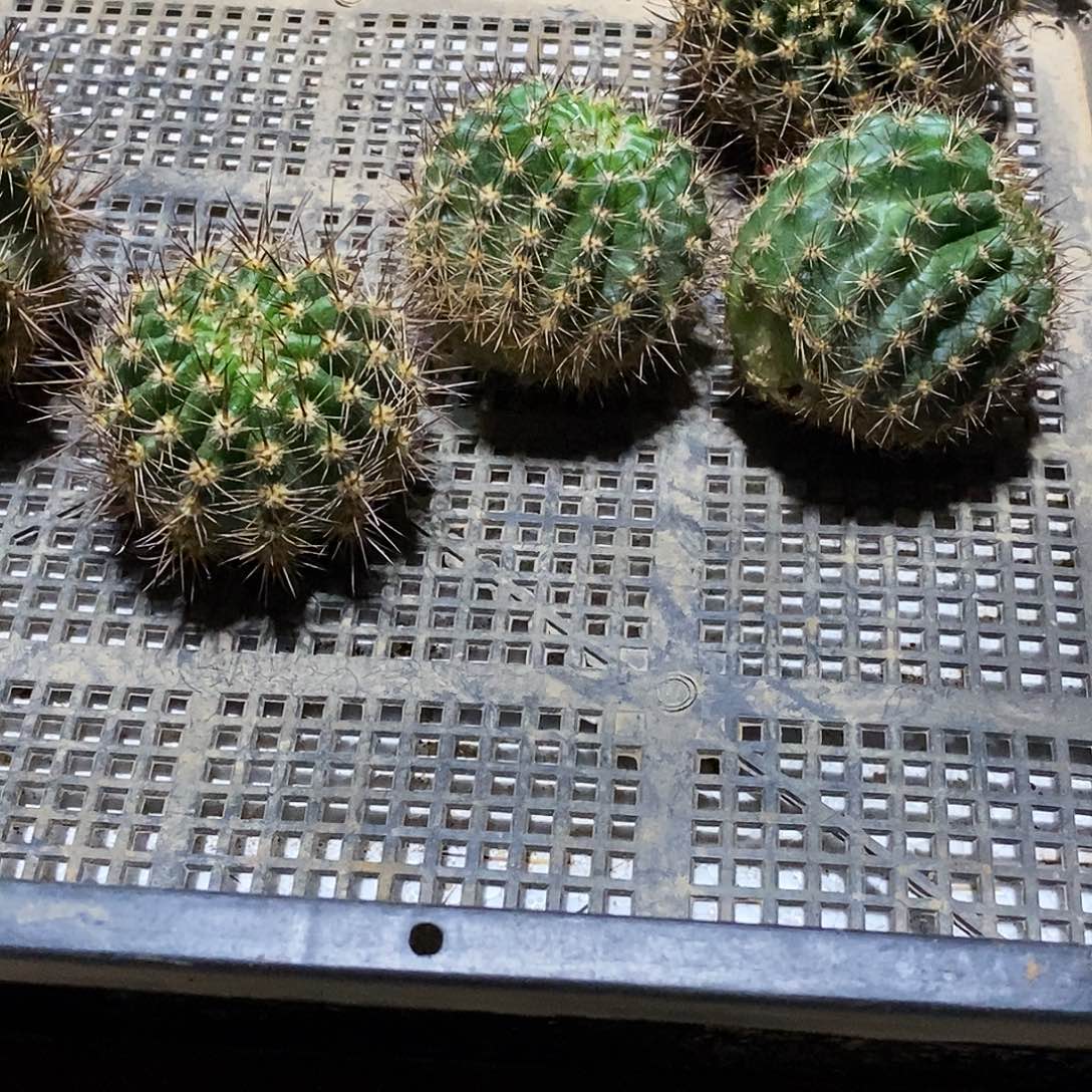 彩 月轮/侧芽歪20包邮/5公分