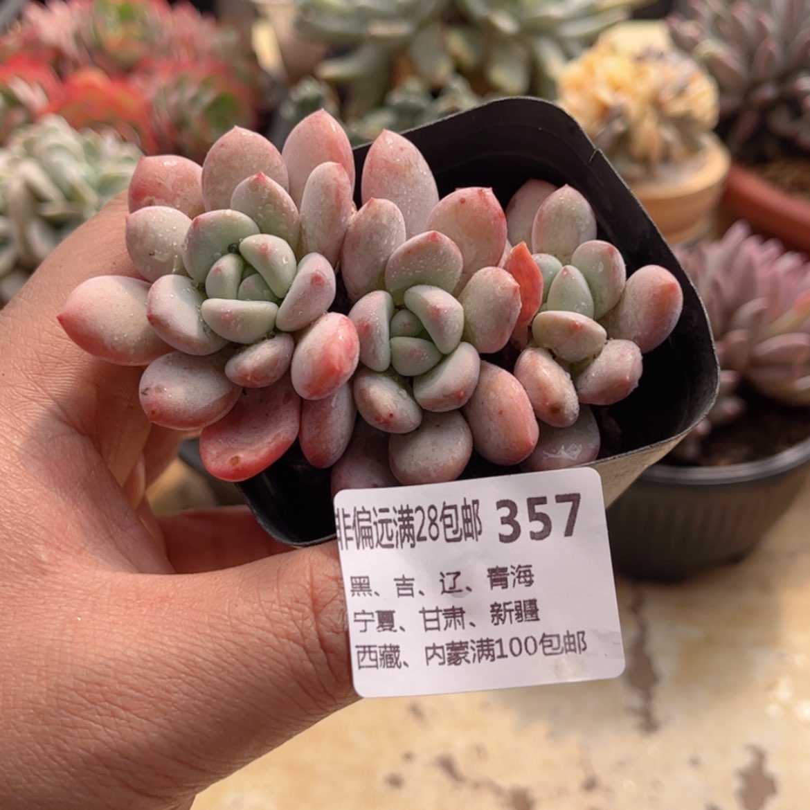 【闪购商品】357香醇