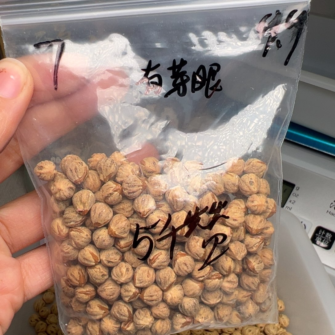 奋***子柏香籽/百香籽吊坠