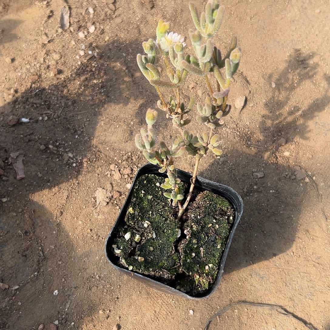 多肉植物琉璃枝干