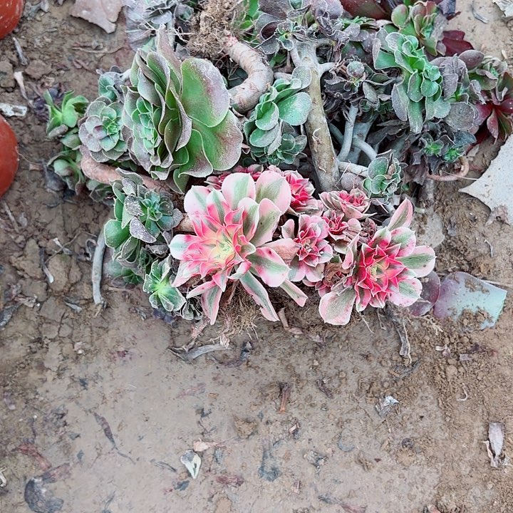 桃***处理111111111111111