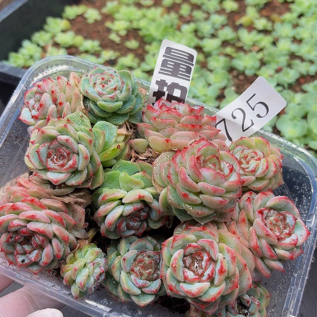 多肉植物多肉植物725量拍