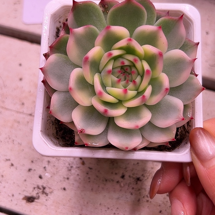 吉娃娃锦多肉植物单头