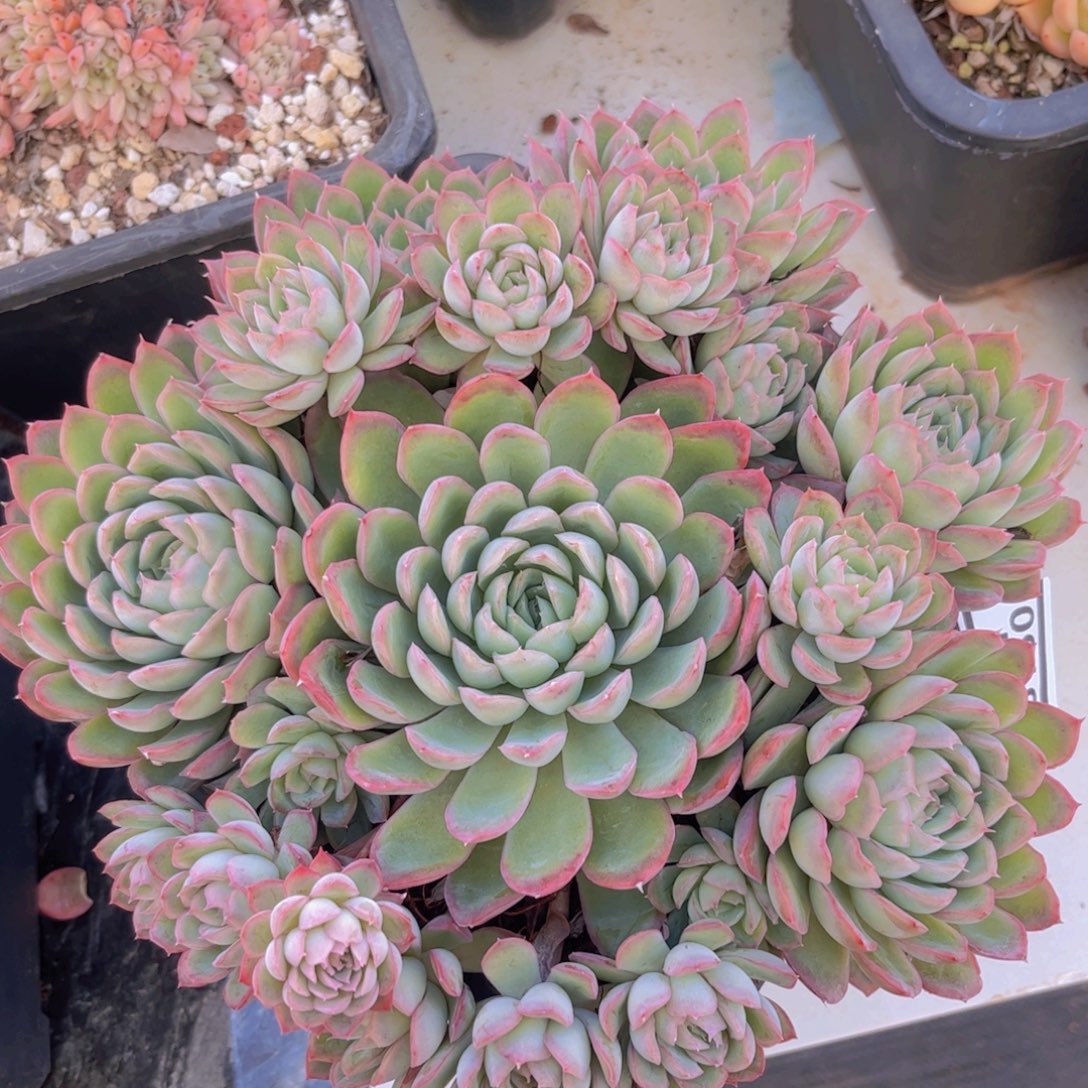 蔷薇月影28150多肉植物