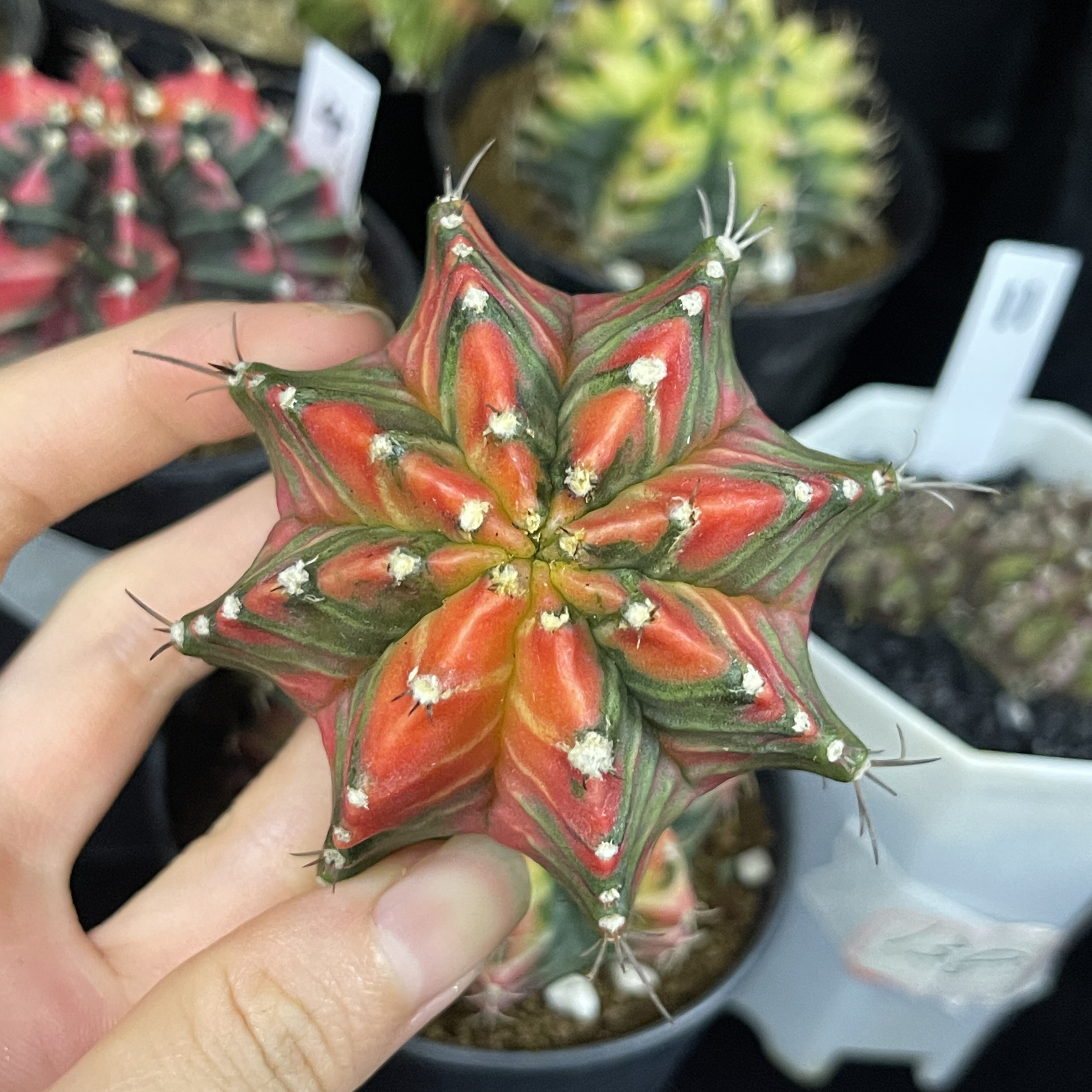 米哈锦 一物一拍 脱土发货