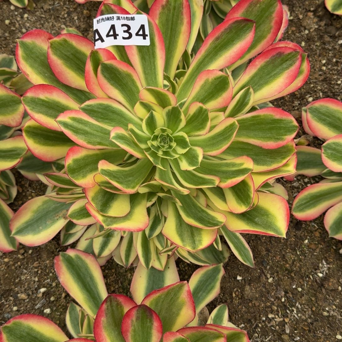 434粉女巫多肉植物