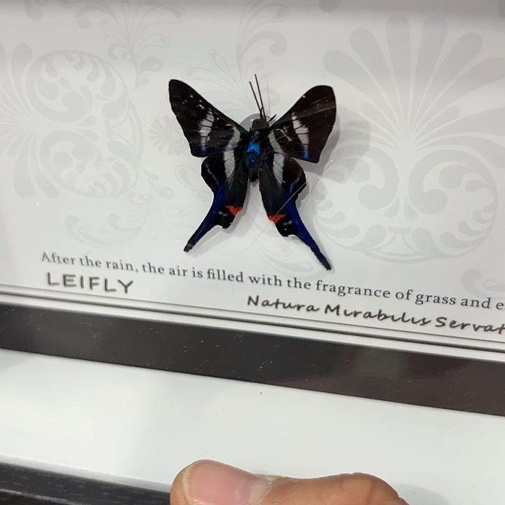 M***l蝴蝶标本定制164@