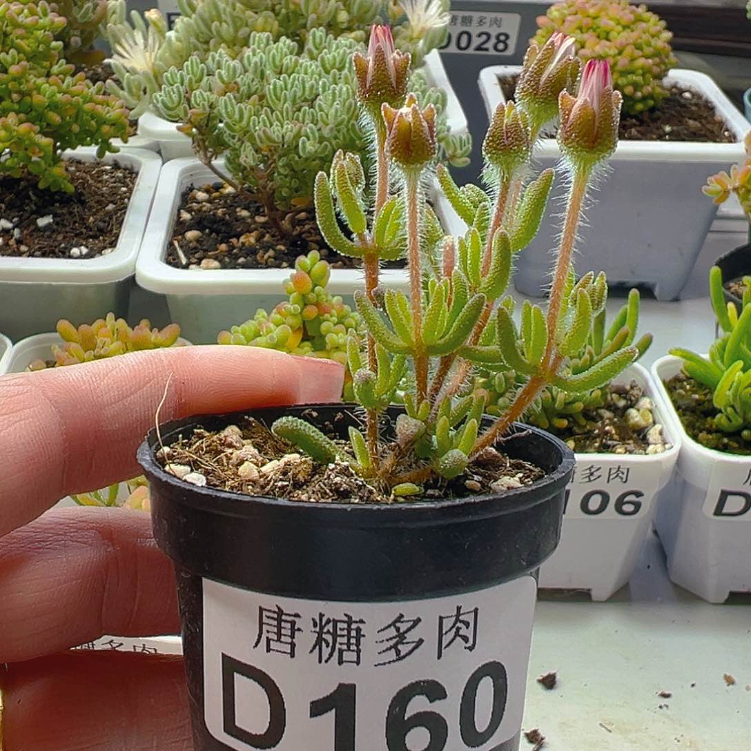 狐尾160。            