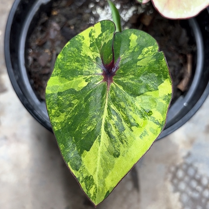 258-0213彩叶芋广东现货