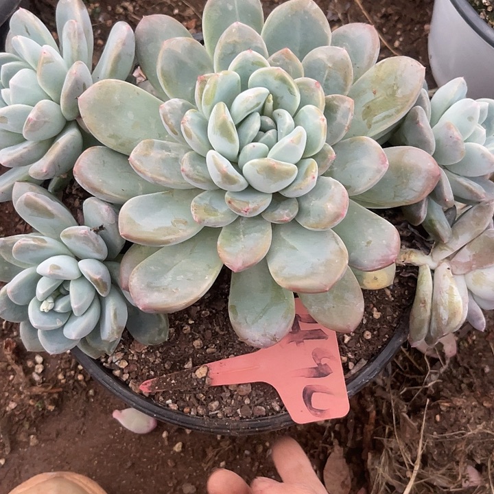 两单包邮，散，不售后，490杂交