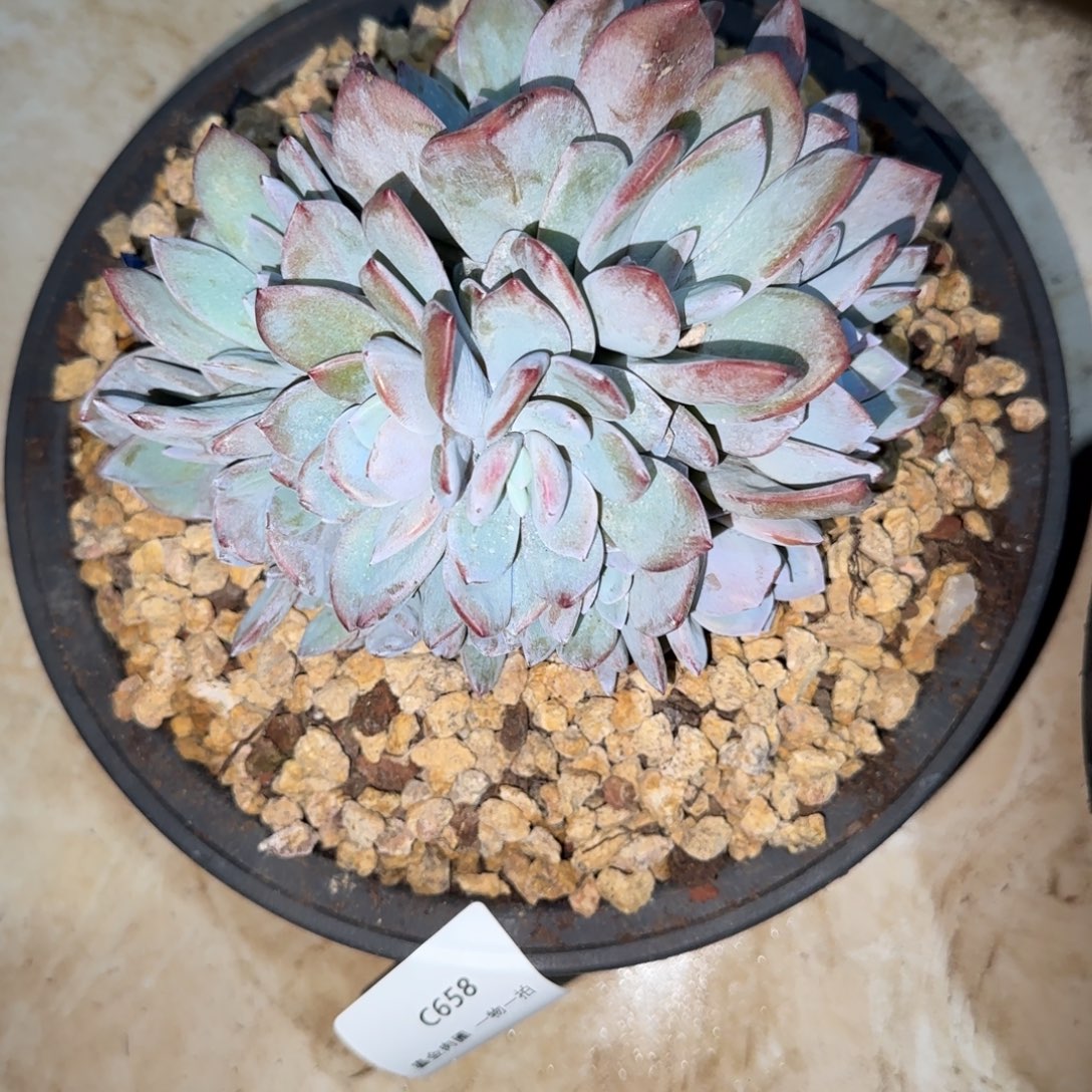 球***妈C658奶茶群生     