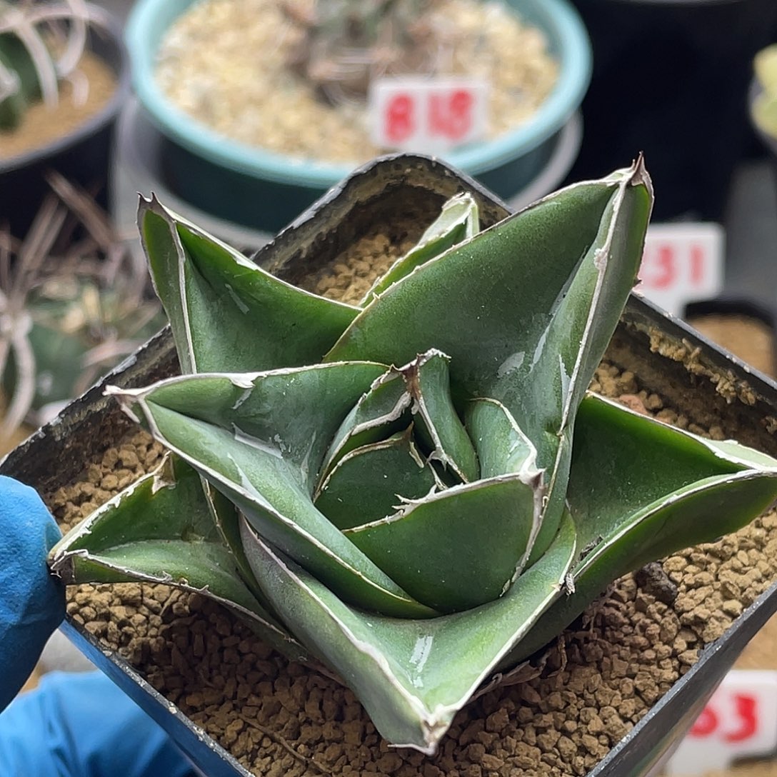 实生龙舌兰桃太郎仙人球