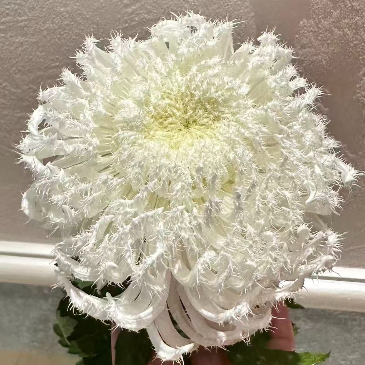 【琼岛三友】菊花盆栽菊花苗耐寒植物开花大菊花带花苞好养
