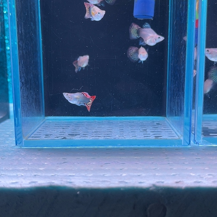 东***人孔雀鱼七彩龙鳞6条